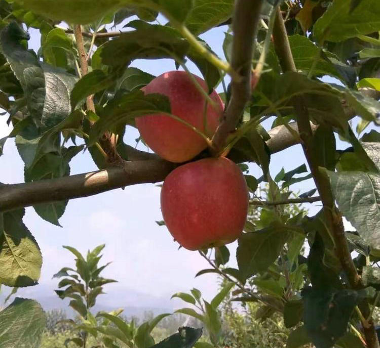 中秋王苹果苗种植时间 、中秋王苹果苗新品种