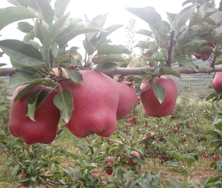映雪红铃苹果苗主产区欢迎您 、映雪红铃苹果苗品种