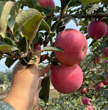 2cm苹果树苗种植时间、2cm苹果树苗增强授粉