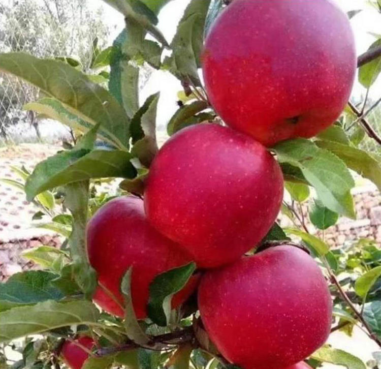 華美蘋果樹苗供應(yīng) 、華美蘋果樹苗主產(chǎn)區(qū)歡迎您