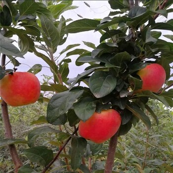 映雪红铃苹果苗主产区欢迎您、映雪红铃苹果苗品种
