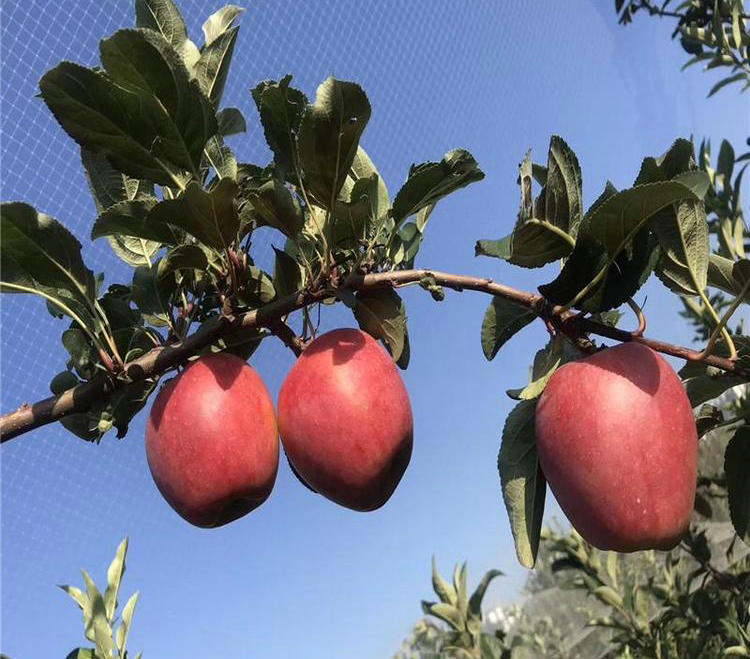 秦脆苹果树苗种植技术 、秦脆苹果树苗图片