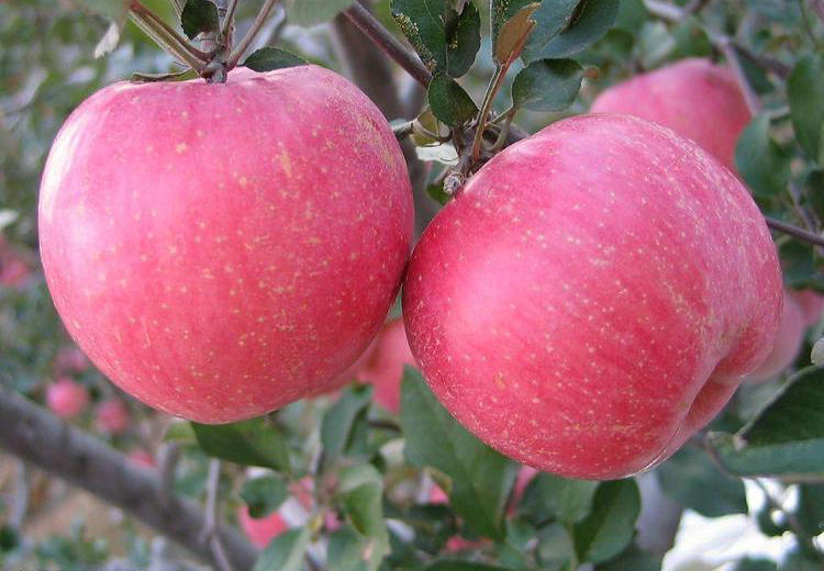 澳洲青苹果树厂家 、澳洲青苹果树种植技术