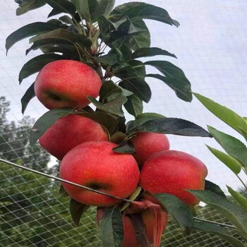 森林光辉苹果苗种植技术、森林光辉苹果苗种植技术