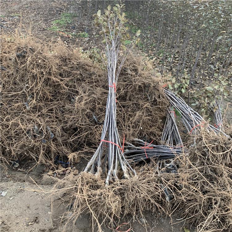 瑞阳苹果苗种植技术 、瑞阳苹果苗垂询电话