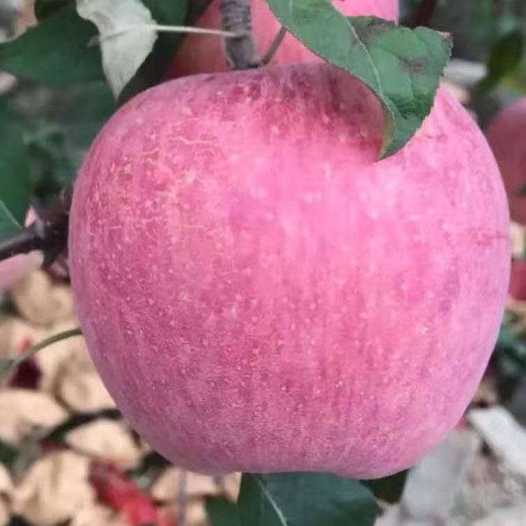 秦脆苹果树苗种植技术 、秦脆苹果树苗图片