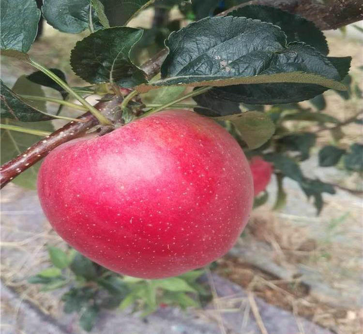 映雪红铃苹果苗主产区欢迎您 、映雪红铃苹果苗品种
