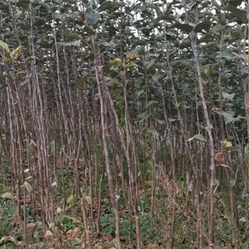 愛妃蘋果苗種植技術(shù)、愛妃蘋果苗剪枝方法