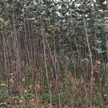 澳洲青苹果树厂家、澳洲青苹果树种植技术