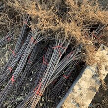秋口红苹果苗病害防治、秋口红苹果苗成长特性图片
