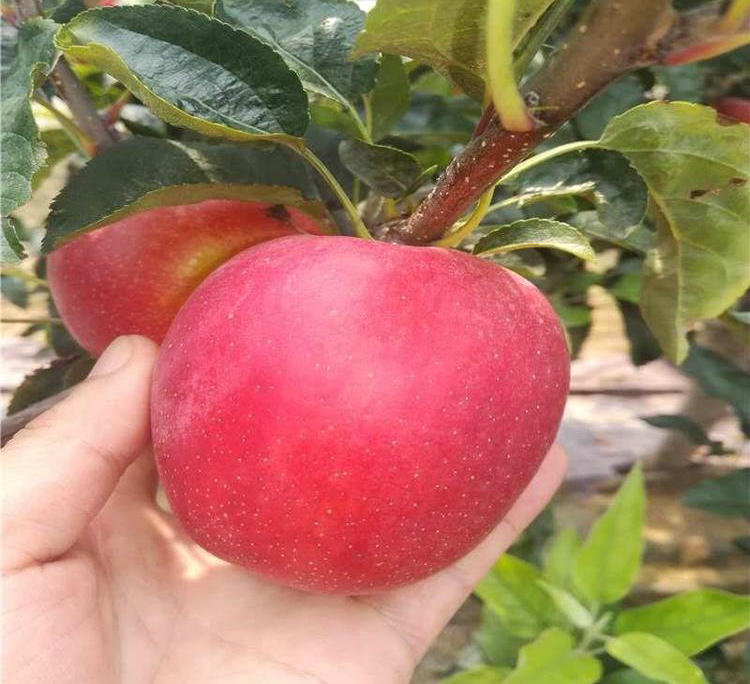 澳洲青苹果树厂家 、澳洲青苹果树种植技术