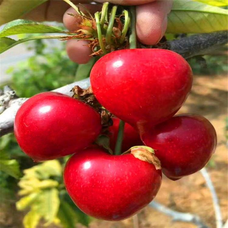 大地紅櫻桃樹大地紅櫻桃樹技術(shù)指導(dǎo)