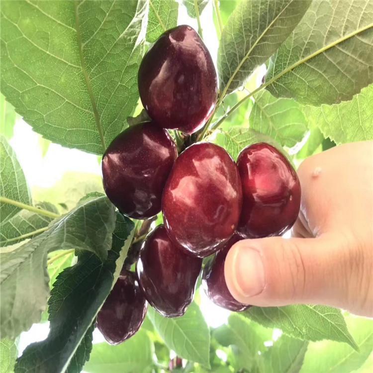 櫻桃樹一根棍種植櫻桃樹一根棍種植采購(gòu)熱線
