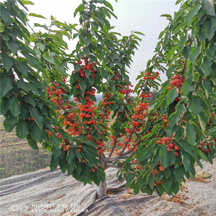 雷尼樱桃树雷尼樱桃树培育基地