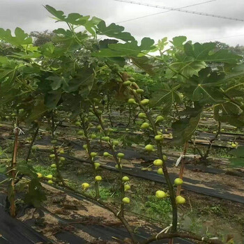 華麗無花果苗
