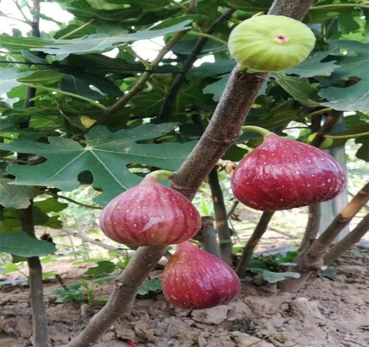 大鴨梨青皮無花果樹苗