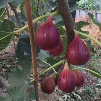 中農(nóng)紅無(wú)花果樹(shù)苗