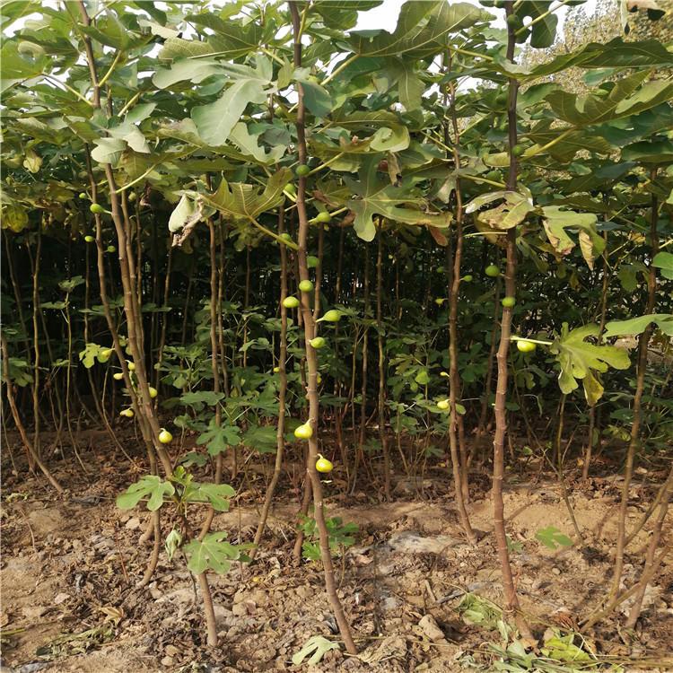 中農(nóng)紅無花果樹苗