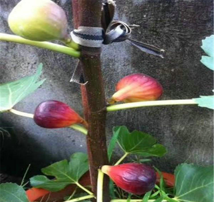 布蘭瑞克無花果苗