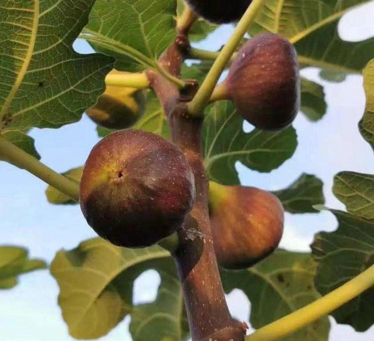 大鴨梨青皮無花果樹苗