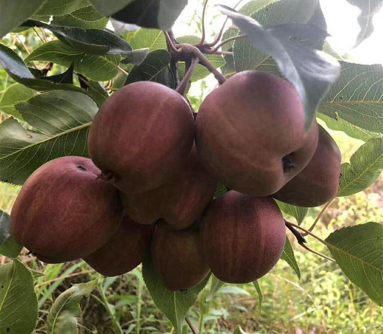 苹果梨树苗 苹果梨树苗厂家电话联系