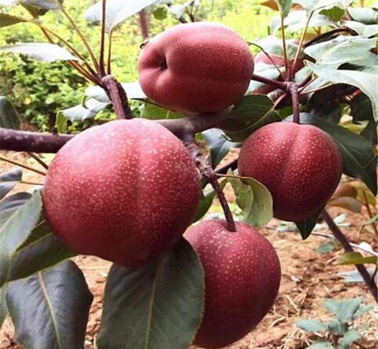 苹果梨树苗 苹果梨树苗种植时间