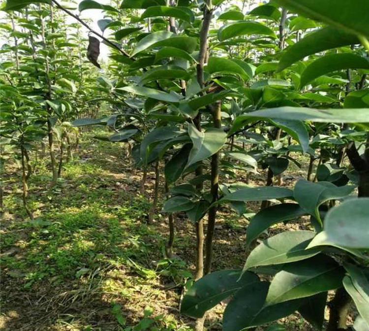 苹果梨树 苹果梨树种植时间