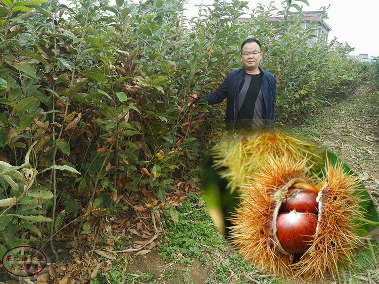 方座板栗樹(shù)苗成長(zhǎng)特性 方座板栗樹(shù)苗供應(yīng)商