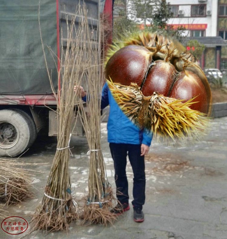 油栗板栗苗基地供应 油栗板栗苗今年价格