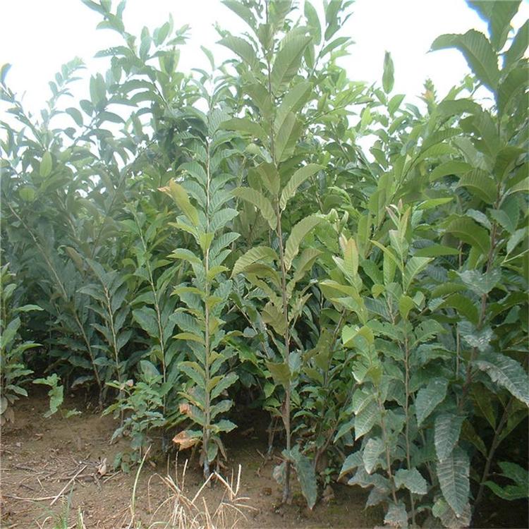 黃棚板栗苗剪枝方法 黃棚板栗苗種植管理
