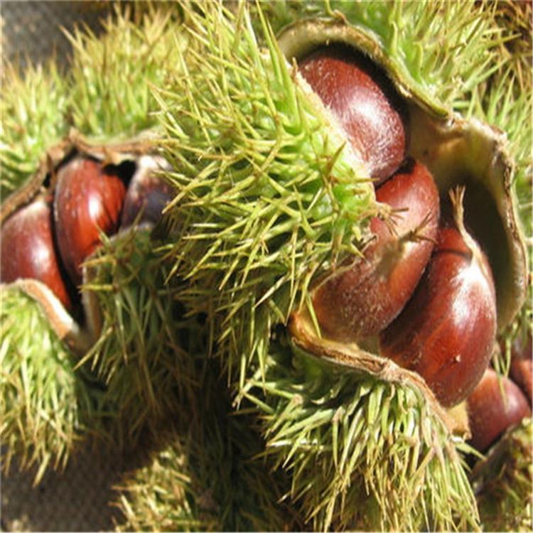 黃棚板栗苗優(yōu)缺點(diǎn)對(duì)比 黃棚板栗苗品種