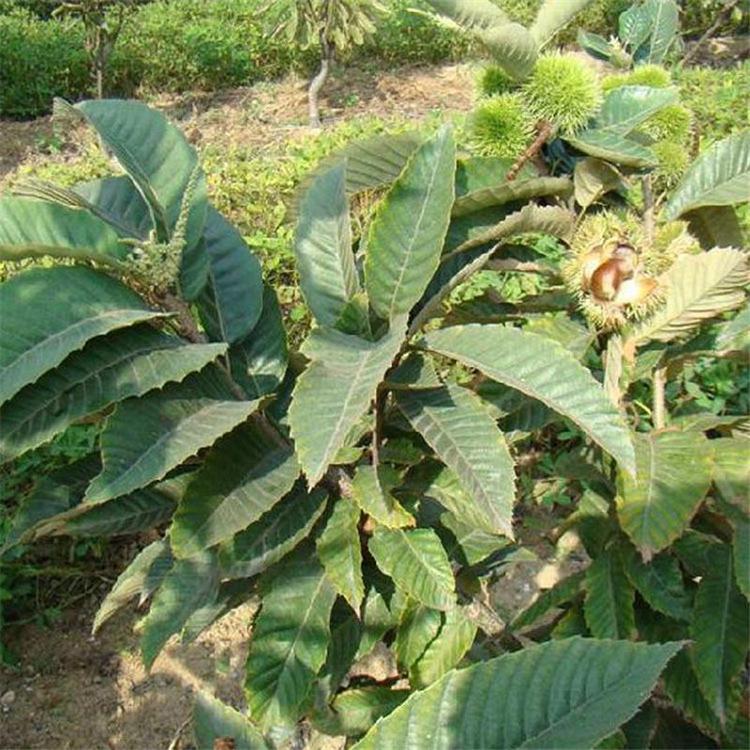 10公分板栗樹增強授粉 10公分板栗樹種植管理