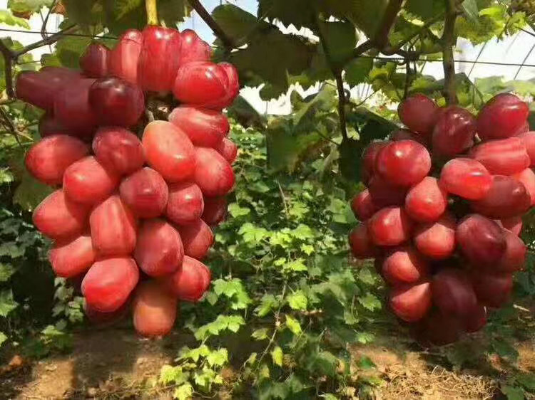 黄金蜜葡萄苗批发 黄金蜜葡萄苗种植模式