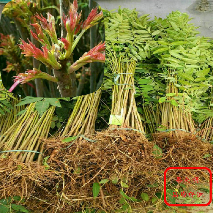 香椿樹技術(shù)指導(dǎo) 香椿樹增強(qiáng)授粉