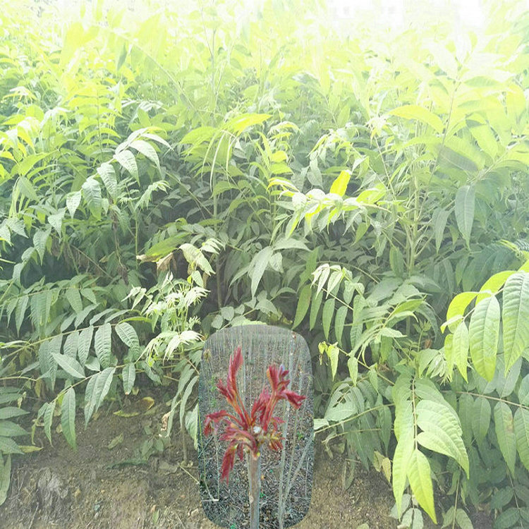 紅油6號(hào)香椿樹(shù)苗批發(fā)  紅油6號(hào)香椿樹(shù)苗供應(yīng)商