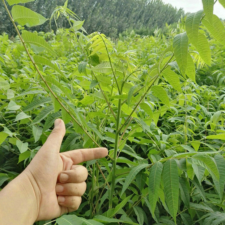 2公分香椿樹圖片 2公分香椿樹優(yōu)缺點對比