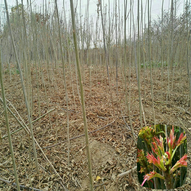 红油6号香椿树种植管理 红油6号香椿树图片