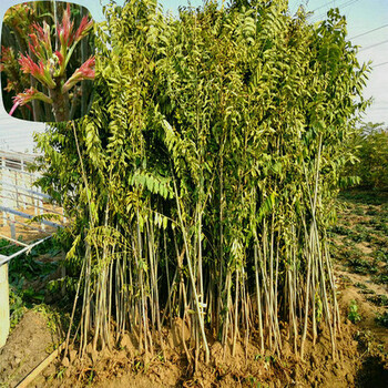 红油6号香椿树种植管理红油6号香椿树图片