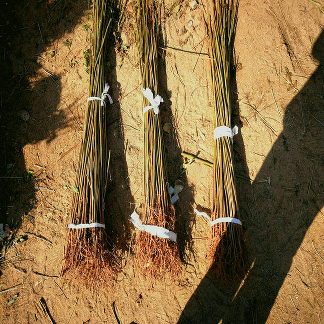 1公分香椿樹(shù)苗培育基地 1公分香椿樹(shù)苗供應商