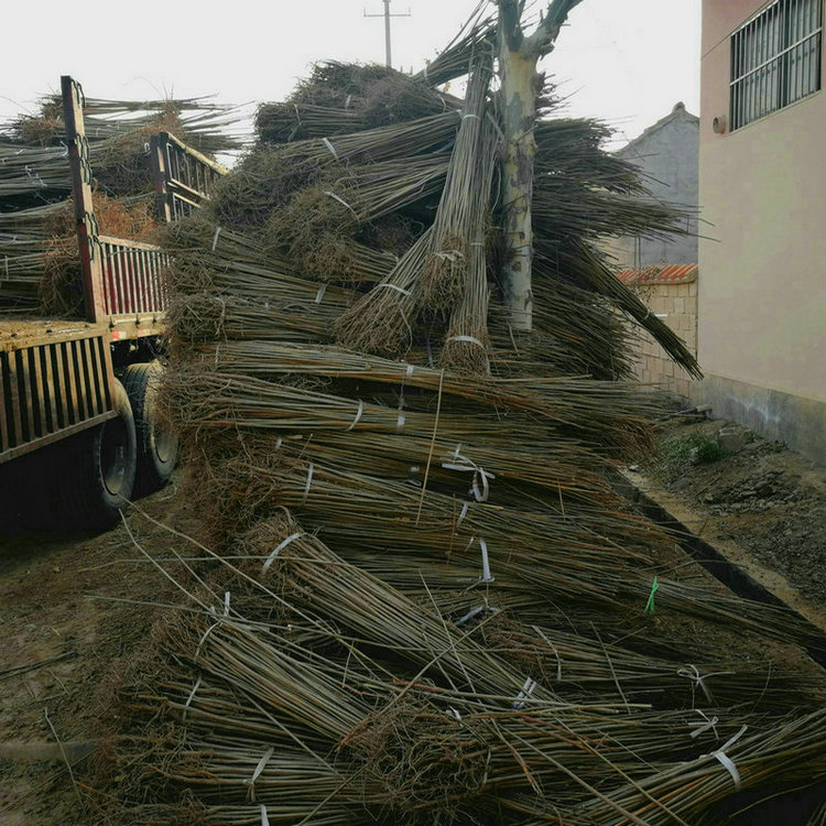 香椿樹成長(zhǎng)特性 香椿樹培育基地