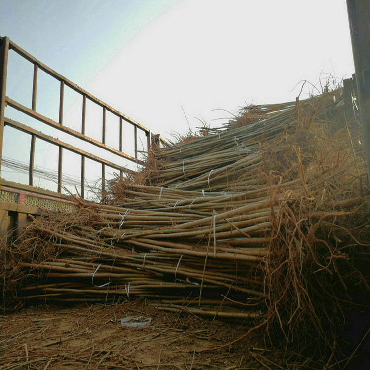 3公分香椿樹培育基地 3公分香椿樹培育基地
