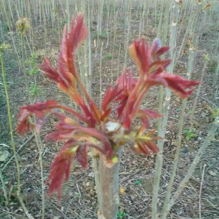 紅油香椿苗培育基地 紅油香椿苗供應(yīng)商
