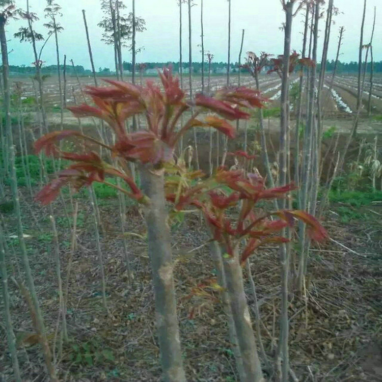 紅油香椿苗培育基地 紅油香椿苗供應(yīng)商
