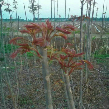 红香椿苗主产区欢迎您红香椿苗种植时间