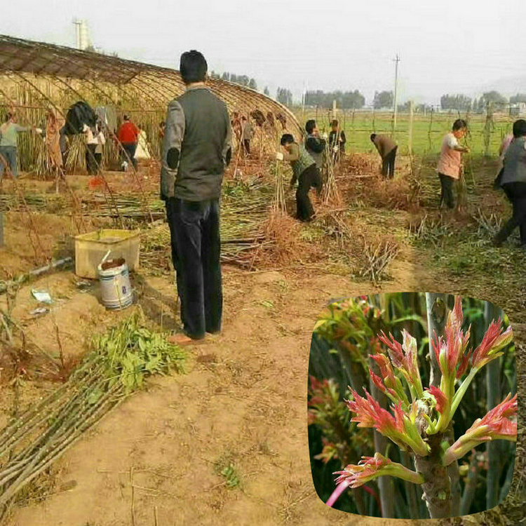 1公分香椿樹(shù)苗培育基地 1公分香椿樹(shù)苗供應商