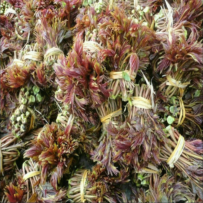 紅香椿小苗品種 紅香椿小苗市場前景