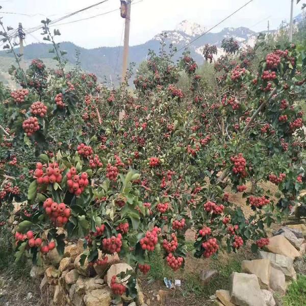 山楂苗基地供应 山楂苗种植管理