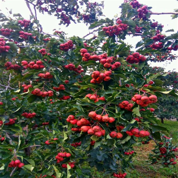 莱芜黑山楂树苗图片 莱芜黑山楂树苗供应