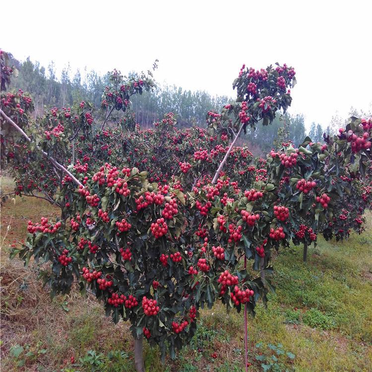 甜紅子山楂苗市場前景 甜紅子山楂苗主產(chǎn)區(qū)歡迎您