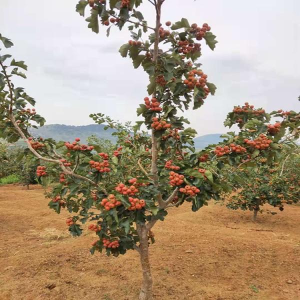 大金星山楂树苗优缺点对比 大金星山楂树苗培育基地